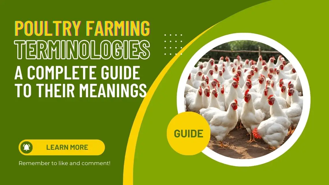 Poultry Farming Unveiled: A Comprehensive Guide to Essential Terminologies and Their Significance