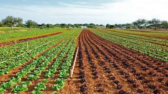 Nigeria&#39;s agric spending plan highest in four years but still far below AU  benchmark