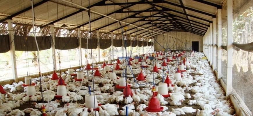 How To Conduct Market Research For Your Poultry Farm Business In 7 Easy Steps