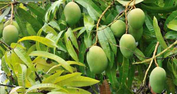 Mango Leaves 16 Unknown Benefits Don't Throw Them Away