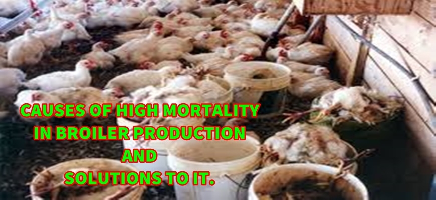 Causes of high mortality in broiler production and solutions to it
