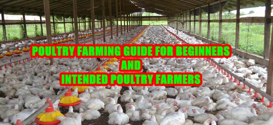 Poultry farming guide for beginners and intended poultry farmers