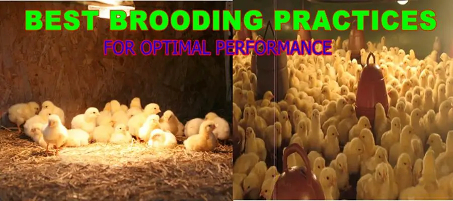 Best brooding practices in poultry farming for optimal performance