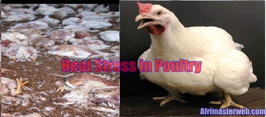 How to manage heat stress in poultry for optimal performance and increased productivity