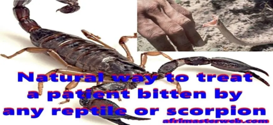 Natural way to treat a patient bitten by any reptile or scorpion