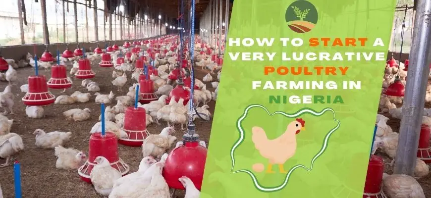 How to Start a very Lucrative Poultry Farming in Nigeria