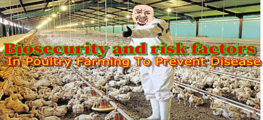 Best biosecurity measures in poultry farming to prevent disease and increased productivity