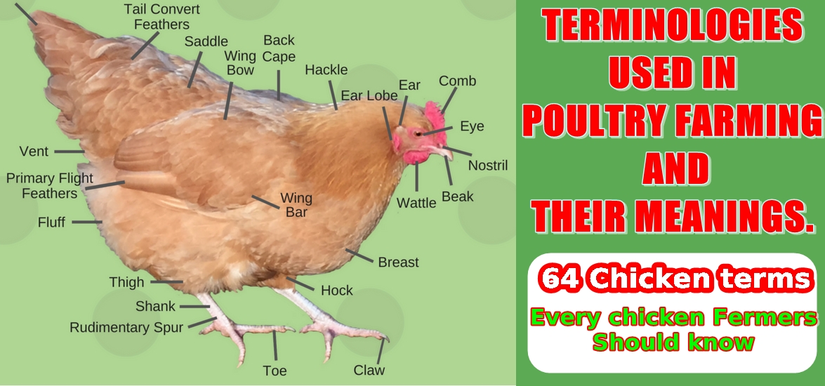 TERMINOLOGIES USED IN POULTRY FARMING AND THEIR MEANINGS